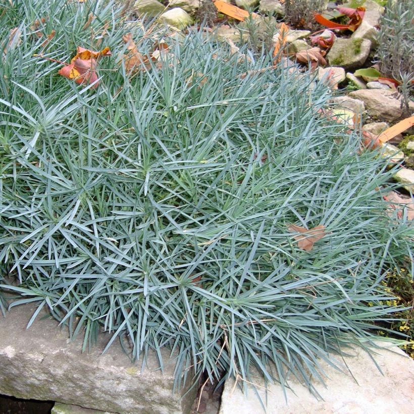 Dianthus plumarius Heidi - Oeillet mignardise  (Plant habit)