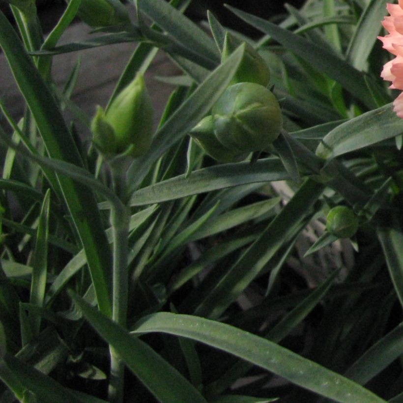 Dianthus plumarius Helen - Oeillet mignardise double, rose saumoné clair (Foliage)