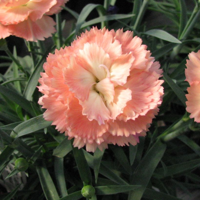 Dianthus plumarius Helen - Oeillet mignardise double, rose saumoné clair (Flowering)