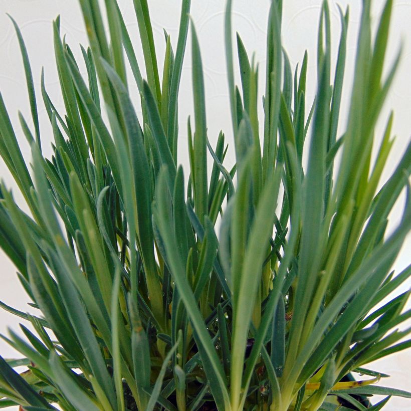 Dianthus plumarius Laced Monarch - Oeillet mignardise (Foliage)