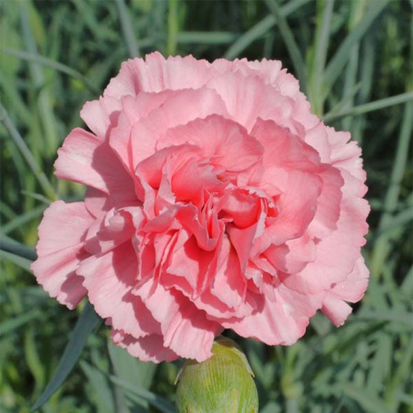 Dianthus plumarius Letitia Wyatt - Oeillet mignardise (Flowering)
