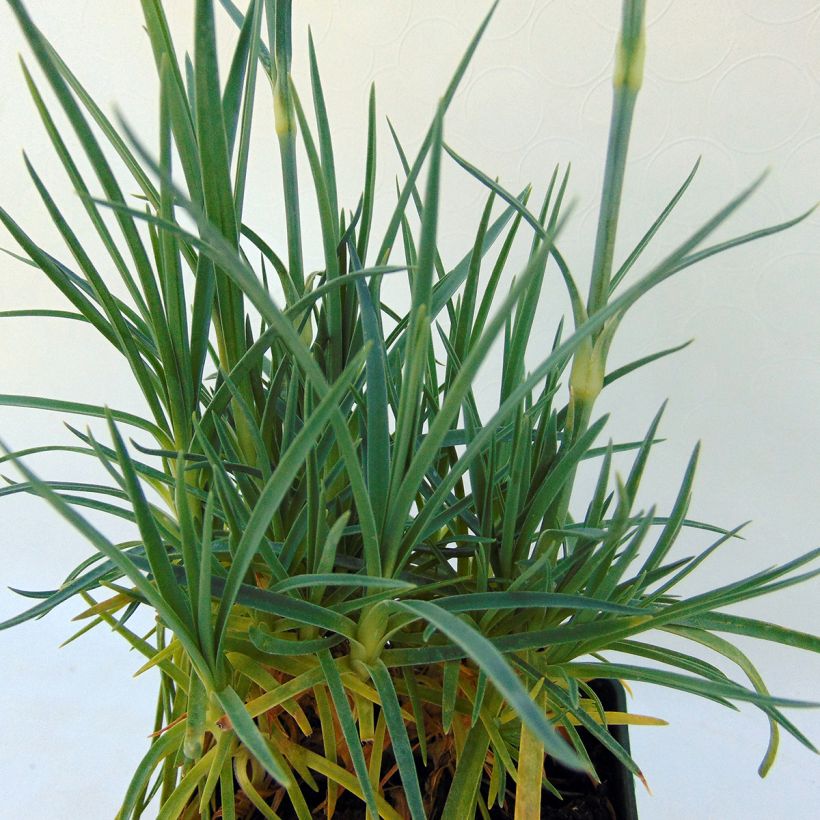 Dianthus plumarius Letitia Wyatt - Oeillet mignardise (Foliage)