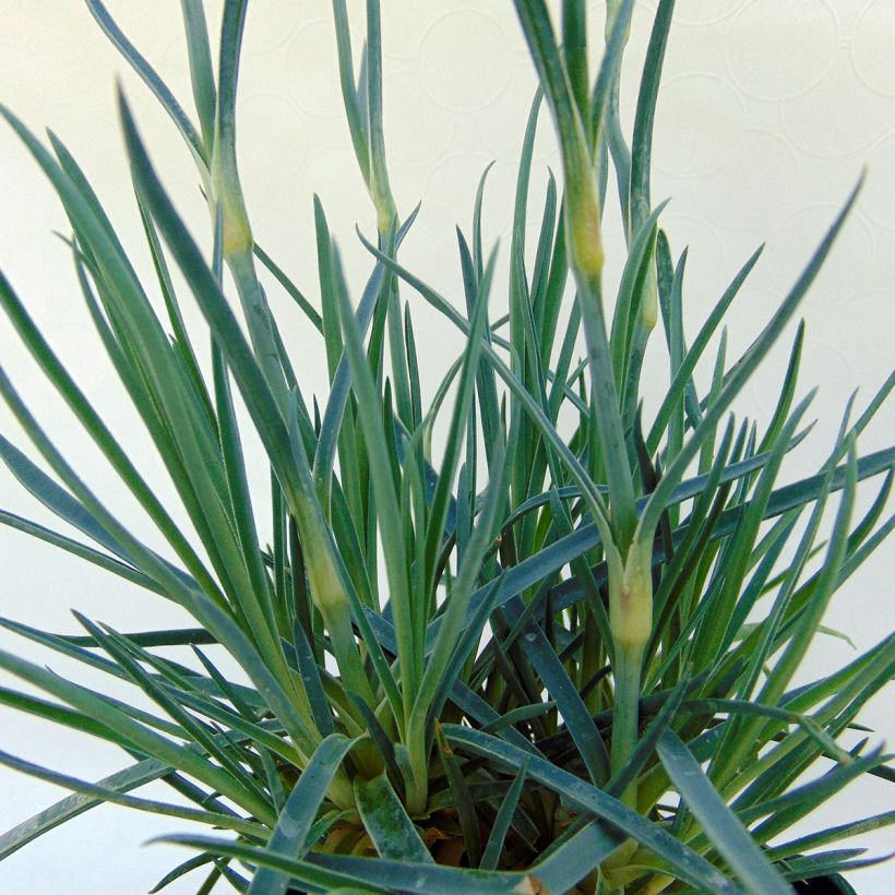 Dianthus plumarius Lily the Pink - Oeillet mignardise (Foliage)