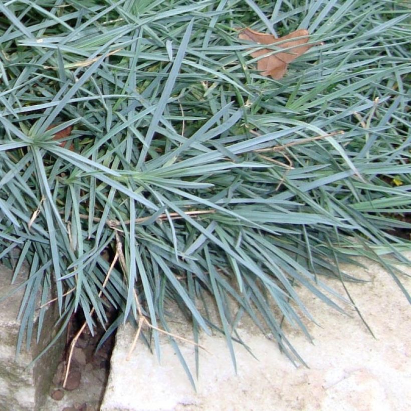 Dianthus plumarius Munot -Oeillet mignardise (Foliage)