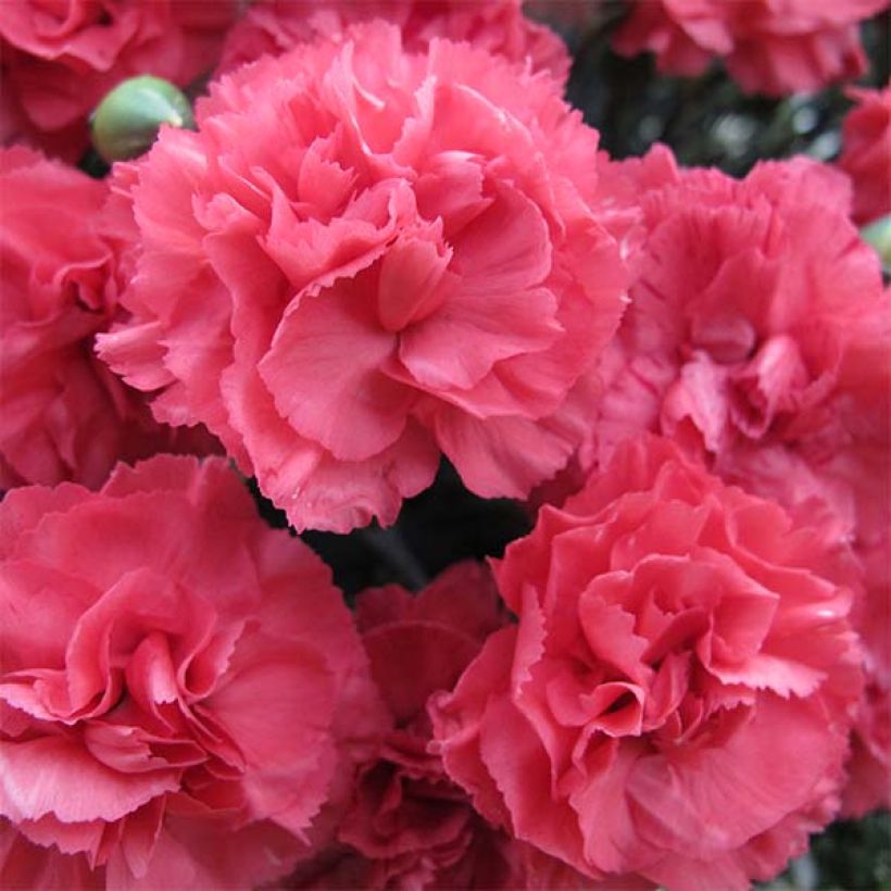 Dianthus plumarius Pretty Flamingo -  Oeillet mignardise  (Flowering)