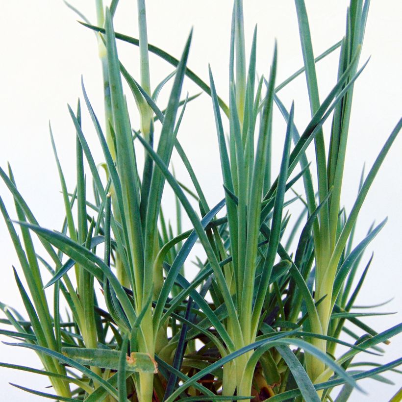 Dianthus plumarius Pretty Flamingo -  Oeillet mignardise  (Foliage)