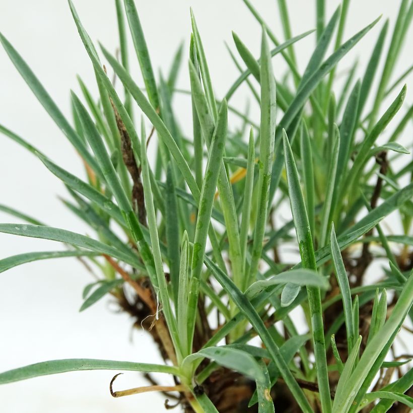 Dianthus plumarius Scent First Coconut Sundae - Oeillet mignardise (Foliage)