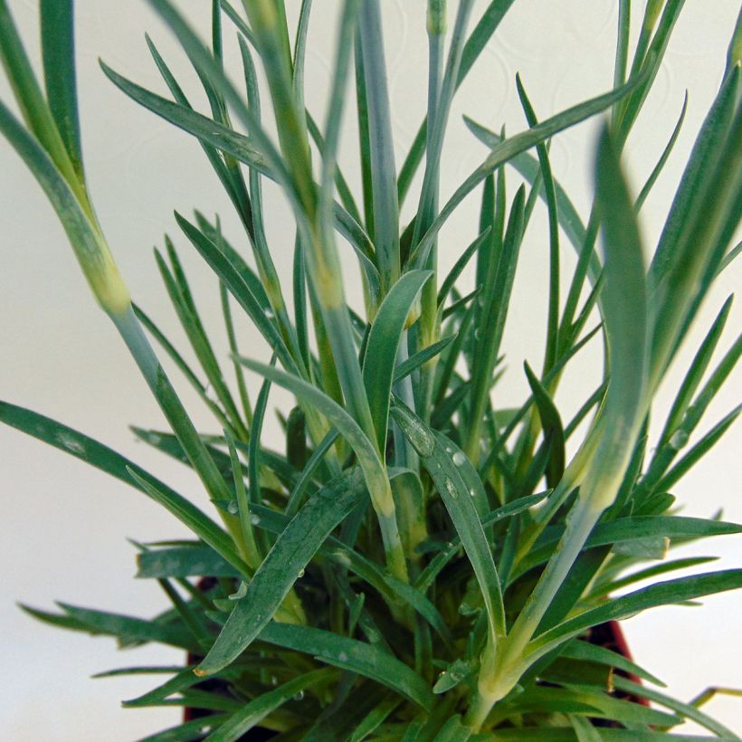 Dianthus plumarius Scent First Memories - Œillet mignardise (Foliage)