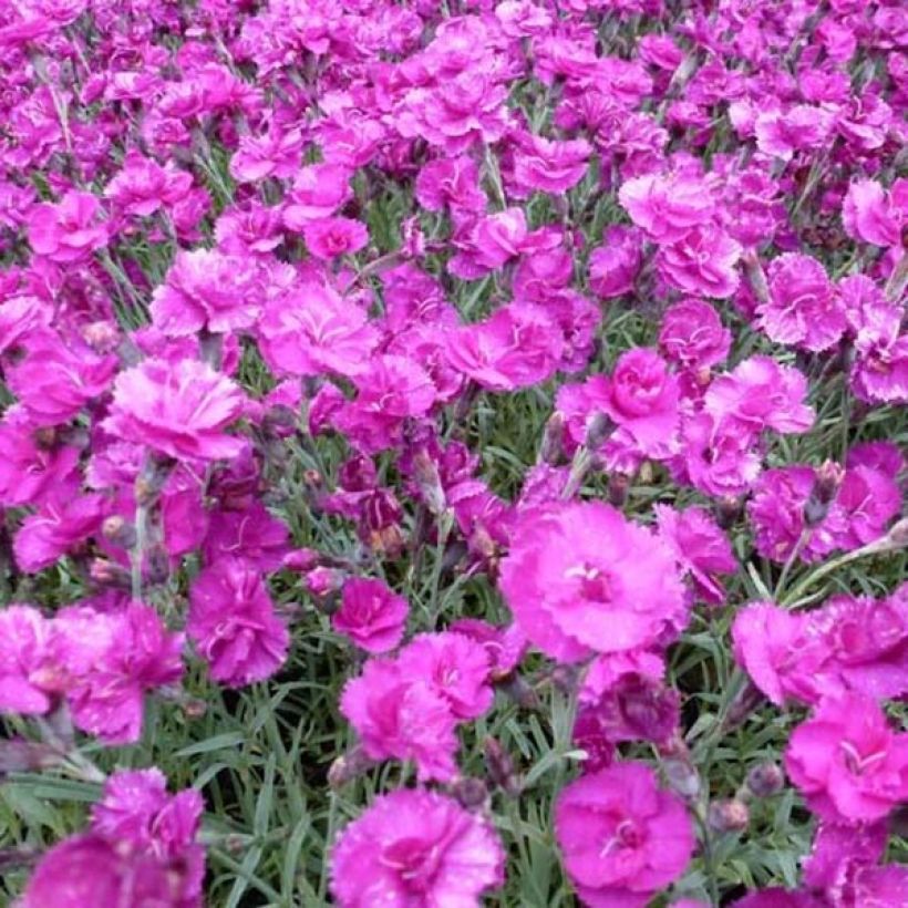Dianthus plumarius Warden Hybrid -Oeillet mignardise  (Flowering)