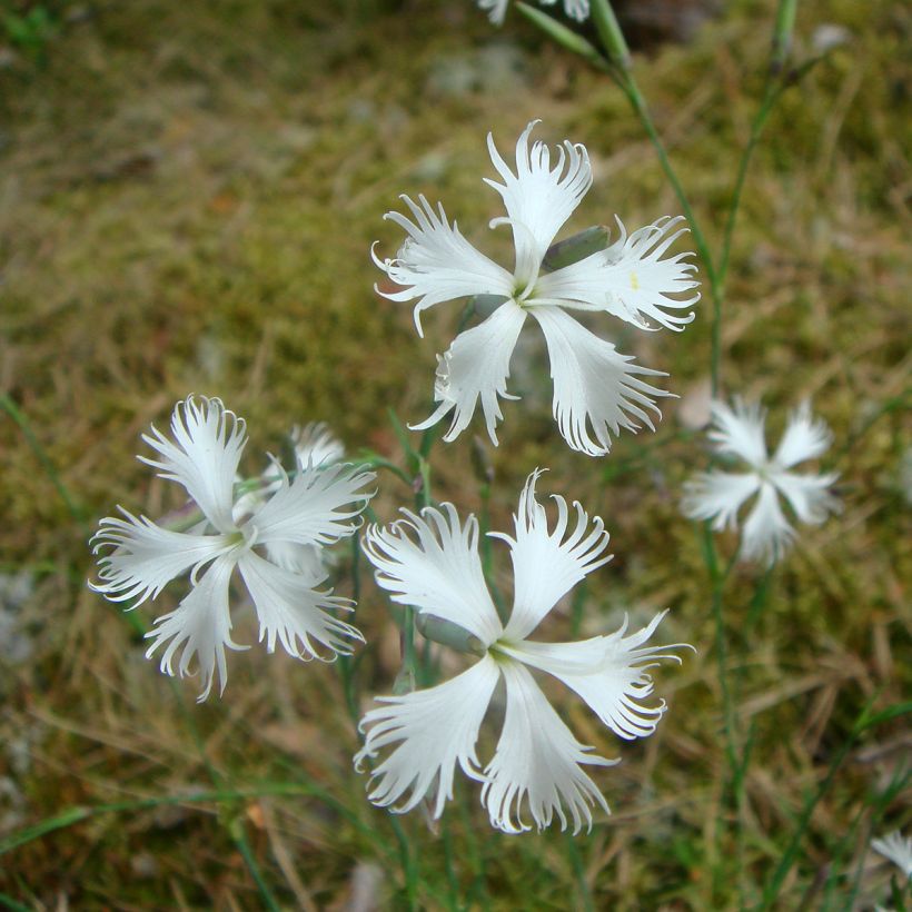 Dianthus Berlin Snow - Oeillet nain (Flowering)