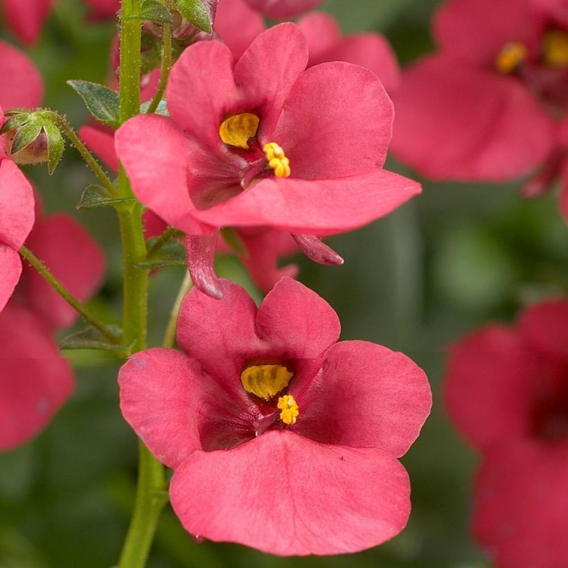 Diascia Genta Ruby Mini-mottes (Flowering)
