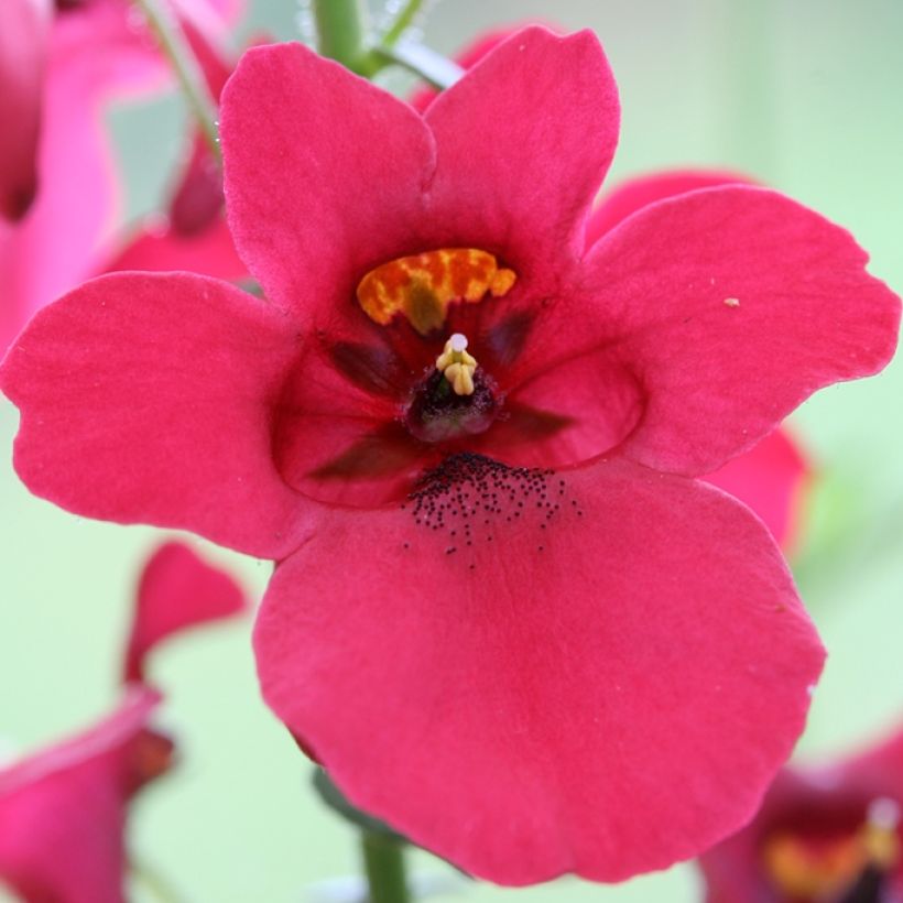 Diascia barberae Ruby Field - Diascie rose foncé (Flowering)