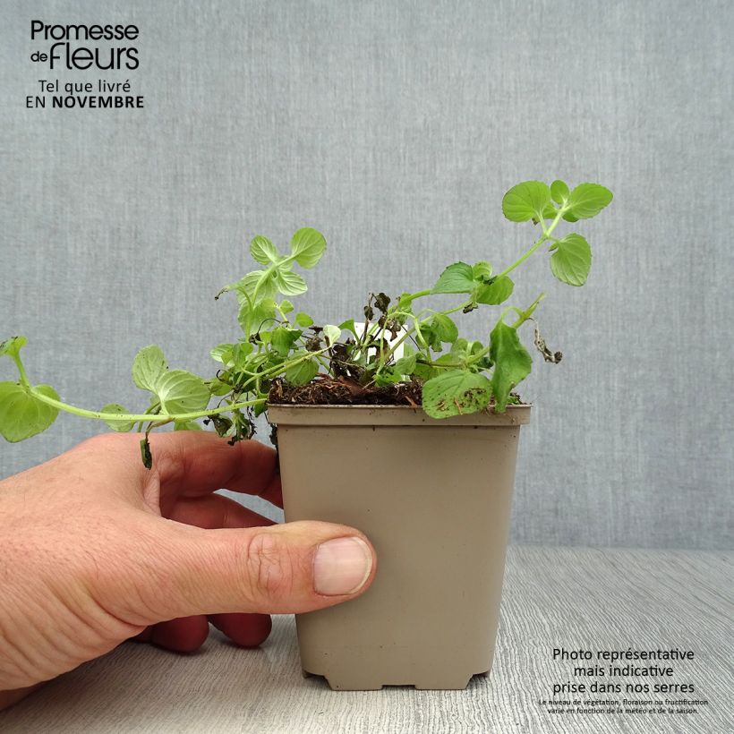 Example of Diascia vigilis Godet de 8/9 cm as you get in automne