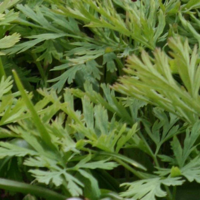 Coeur de Marie, Dicentra formosa Bacchanal (Foliage)