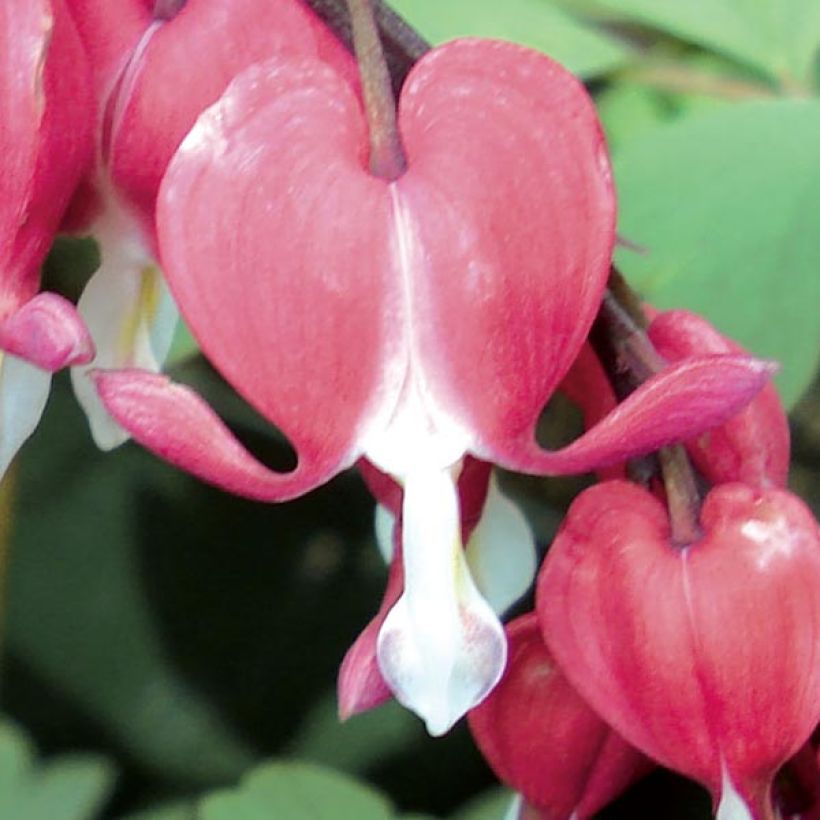 Coeur de Marie Rouge - Dicentra spectabilis Valentine (Flowering)