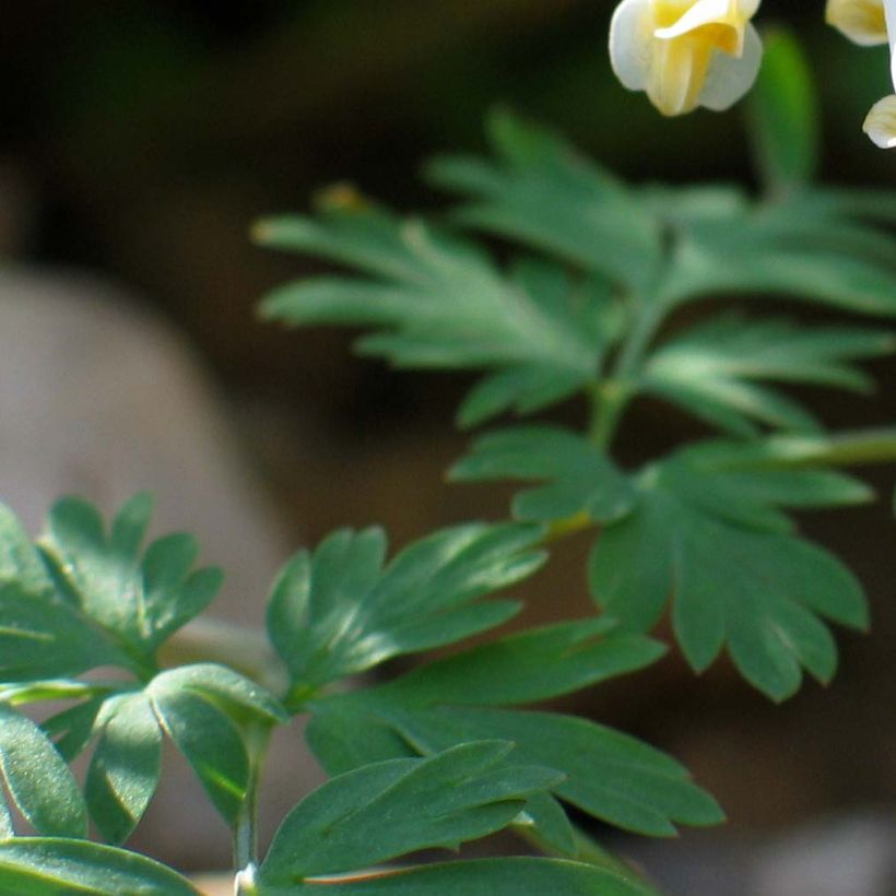 Dicentra cucullaria - dicentre à capuchon  (Foliage)