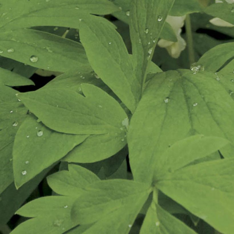 Coeur de Marie Blanc - Dicentra spectabilis Alba (Foliage)