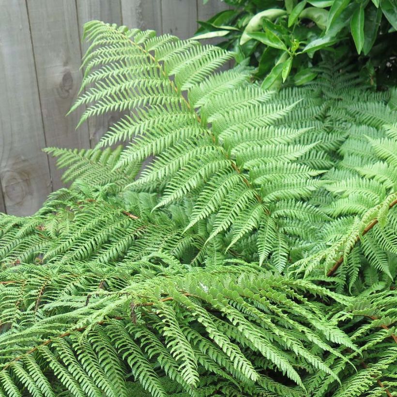 Dicksonia squarrosa - Fougère arborescente  (Foliage)