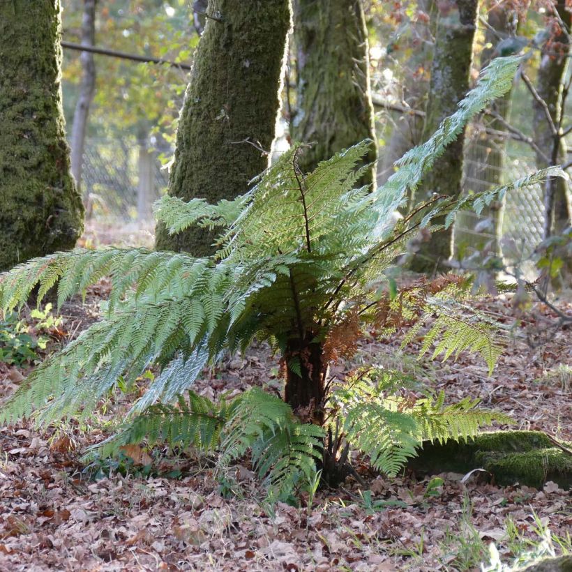 Dicksonia squarrosa - Fougère arborescente  (Plant habit)