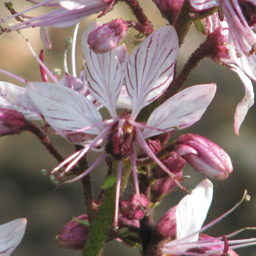 Dictamnus albus - Fraxinelle (Flowering)