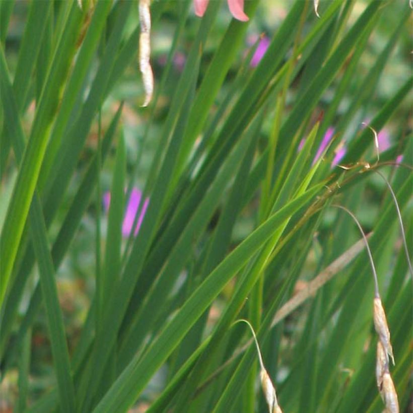 Canne à pêche des anges - Dierama igneum (Foliage)