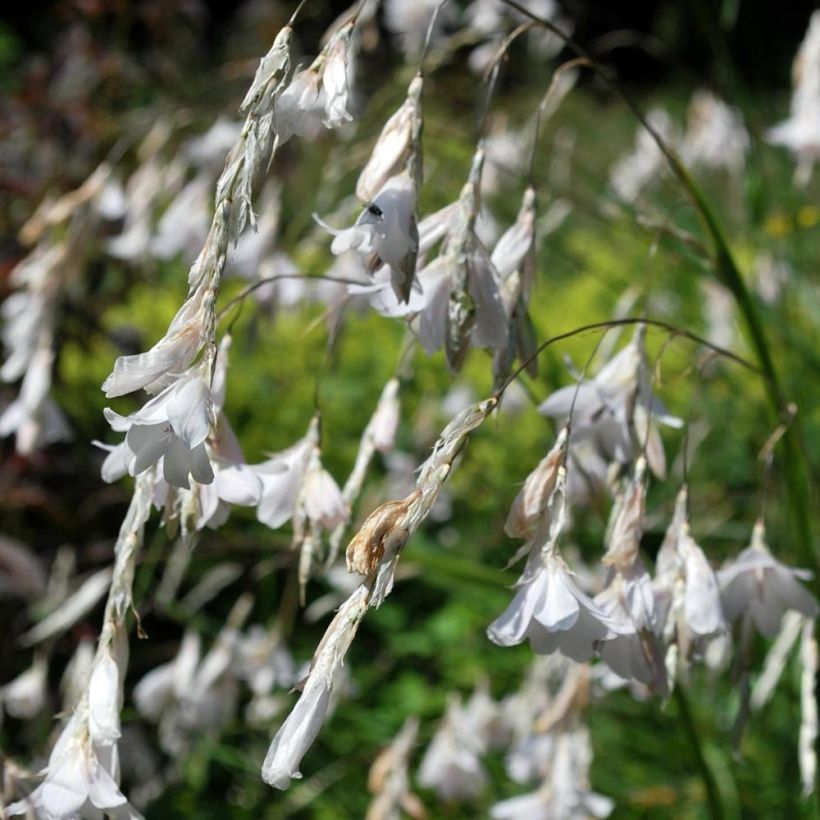 Dierama Alba - Canne à pêche des anges (Flowering)