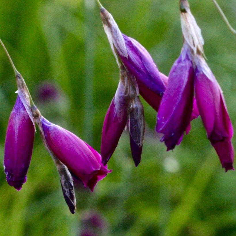 Dierama Dark Cerise - Canne à pêche des anges (Flowering)