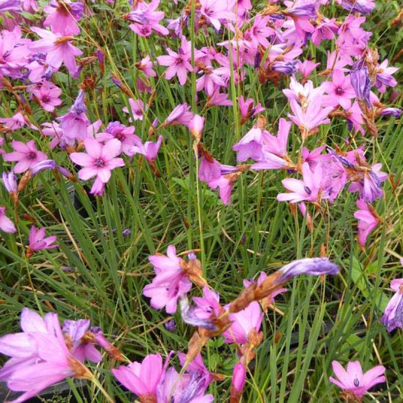 Canne à pêche des anges - Dierama trichorhizum (Flowering)