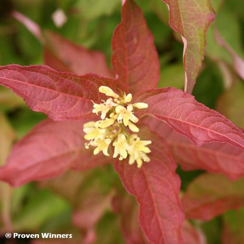 Diervilla Kodiak Red (Flowering)