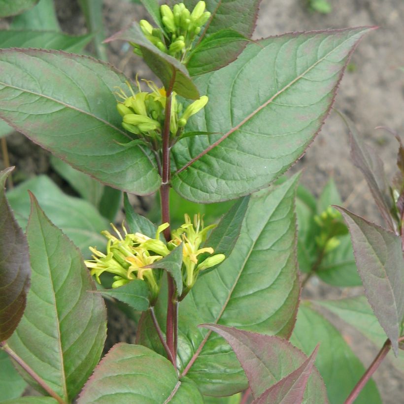 Diervilla splendens - Diervillé (Plant habit)