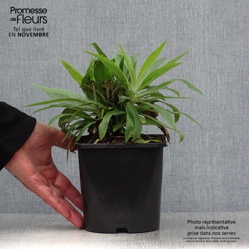 Example of Digiplexis Firecracker - Digitale hybride Pot de 2L/3L as you get in automne