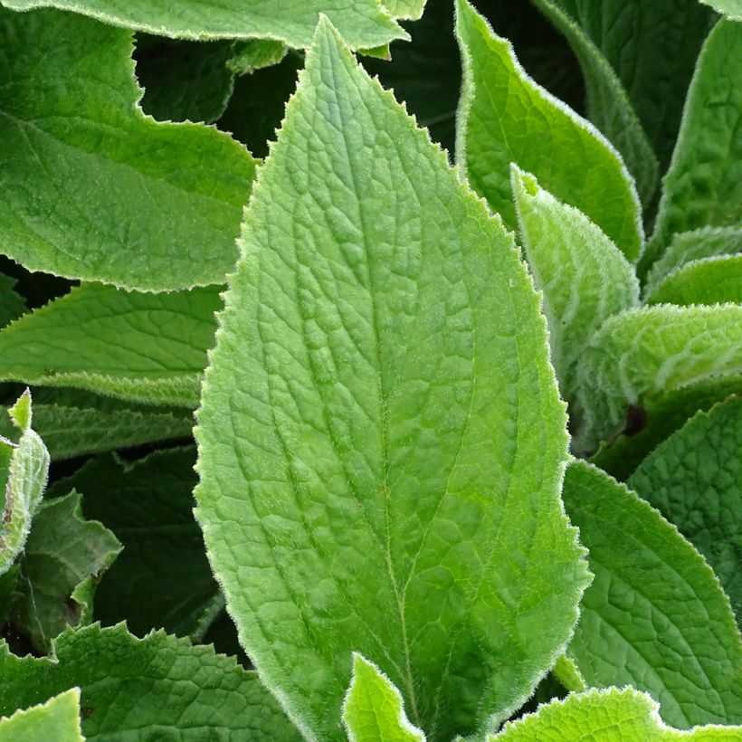 Digitale de Merton- Digitalis mertonensis (Foliage)