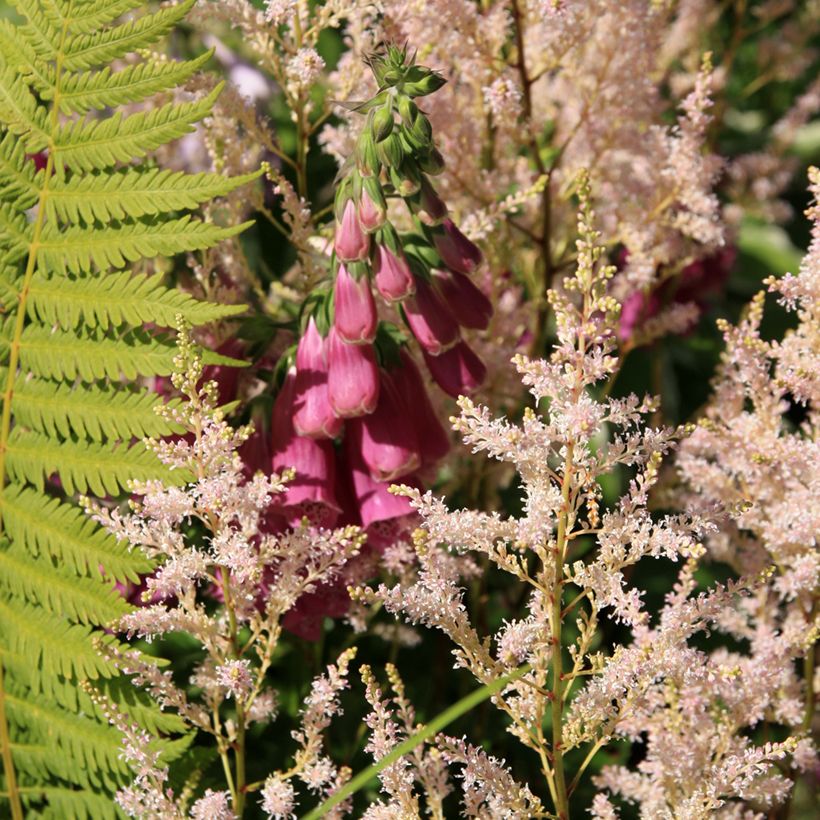 Digitale - Digitalis purpurea Monstrosa  (Plant habit)
