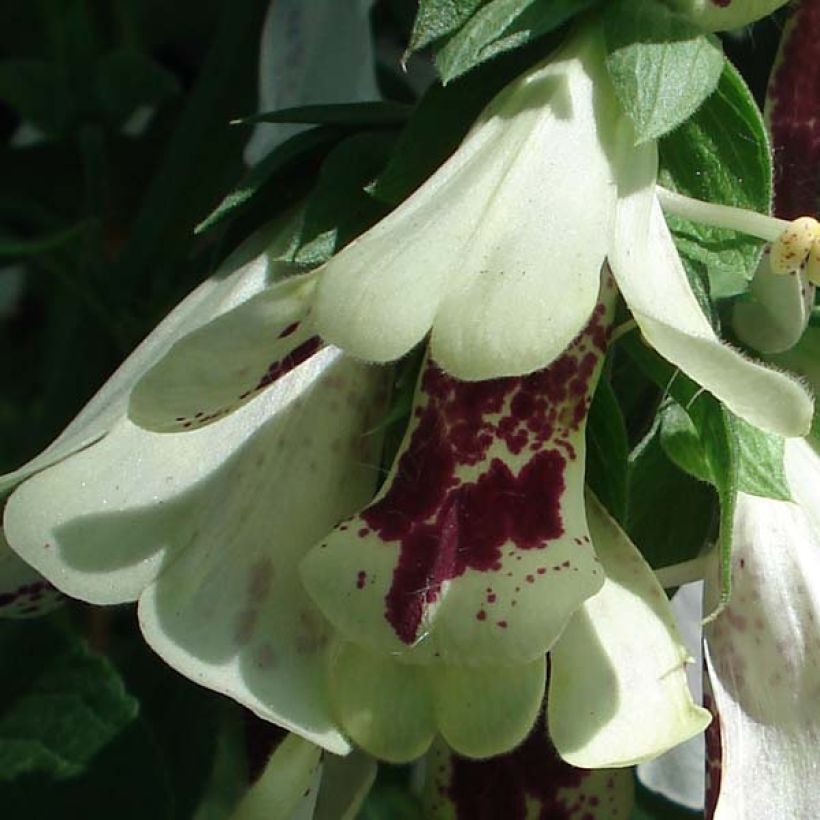 Digitale purpurea Pam s Split (Flowering)