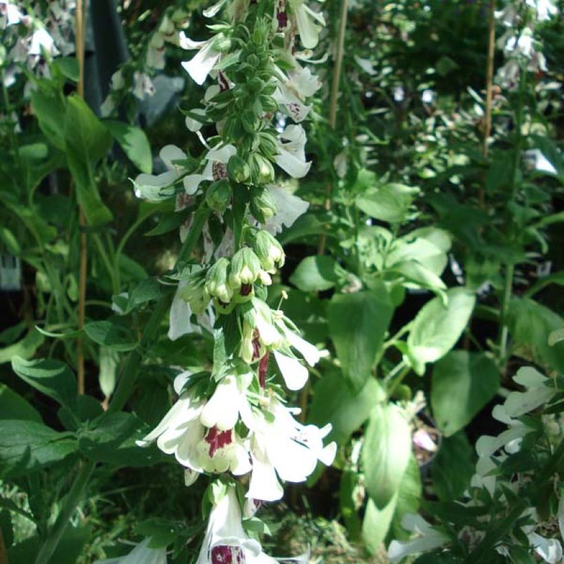 Digitale purpurea Pam s Split (Plant habit)