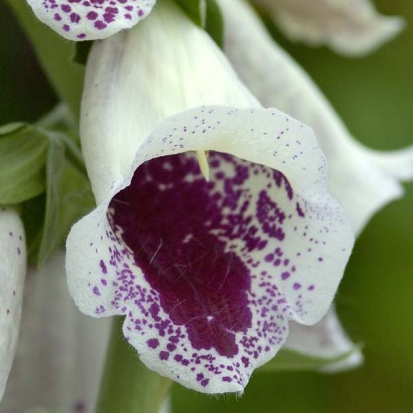 Digitale purpurea Pam's Choice - Gant de notre-dame (Flowering)