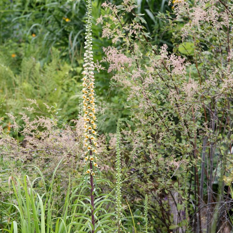 Digitale ferrugineuse - Digitalis ferruginea Gigantea (Plant habit)