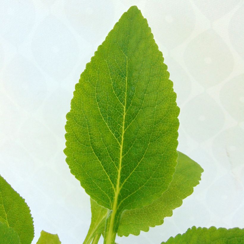 Digitale purpurea - Gant de notre-dame (Foliage)