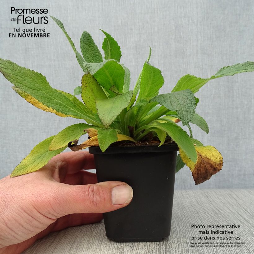 Example of Digitale purpurea - Gant de notre-dame Godet de 8/9 cm as you get in automne