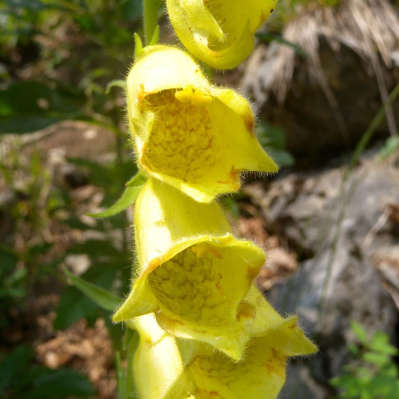 Digitalis ciliata - Digitale ciliée (Flowering)