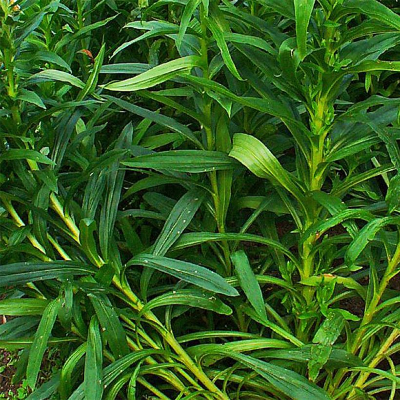 Digitale ferrugineuse - Digitalis ferruginea Gigantea (Foliage)