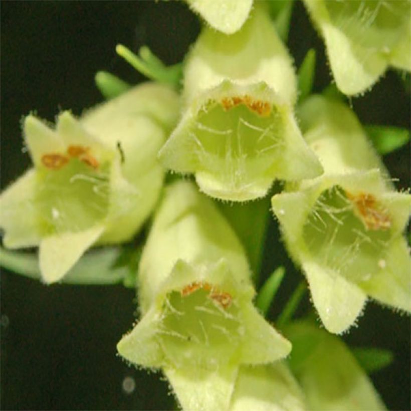 Digitale jaune - Digitalis lutea (Flowering)