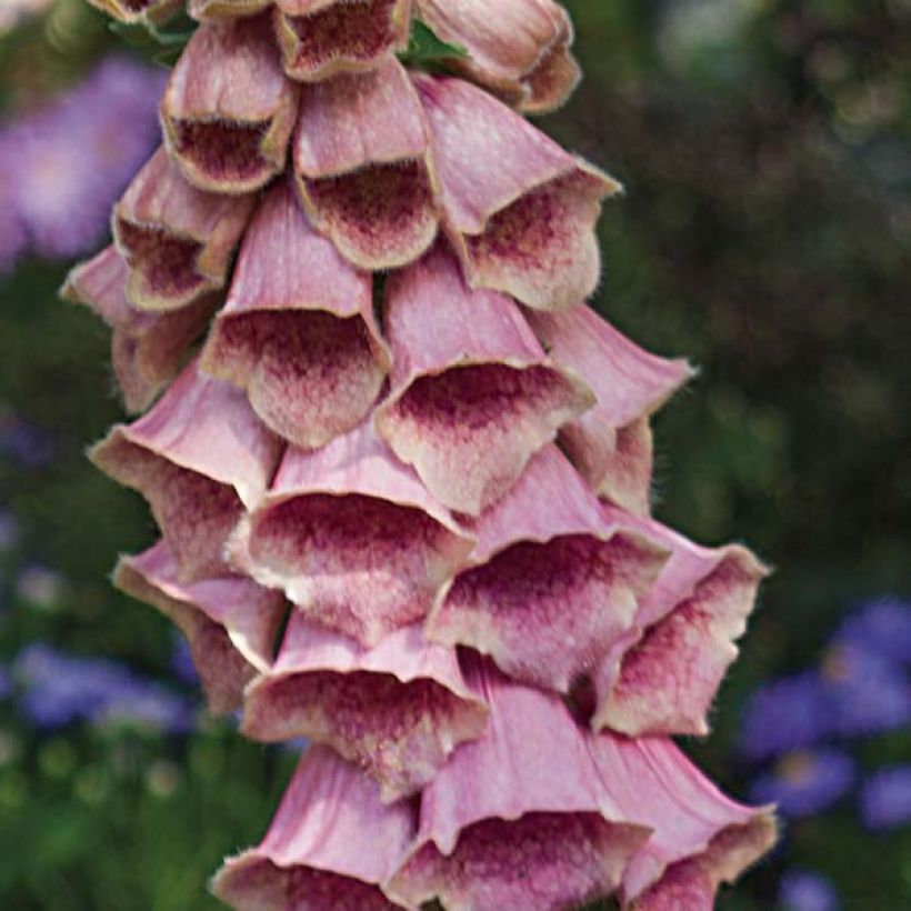 Digitale de Merton- Digitalis mertonensis (Flowering)