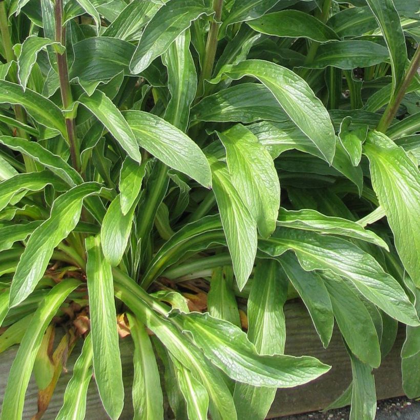 Digitale - Digitalis parviflora (Foliage)