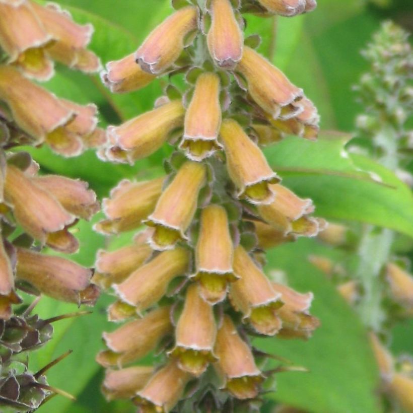 Digitale - Digitalis parviflora (Flowering)
