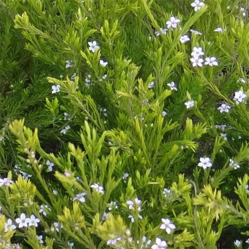 Diosma hirsuta Sunset gold - Diosmée hirsute. (Foliage)