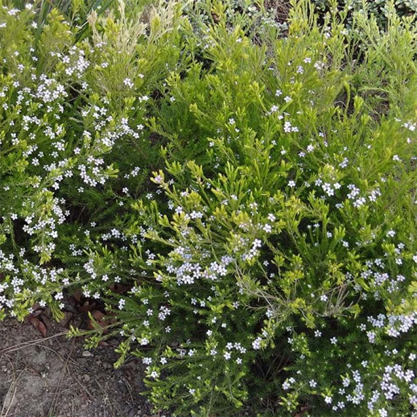 Diosma hirsuta Sunset gold - Diosmée hirsute. (Plant habit)