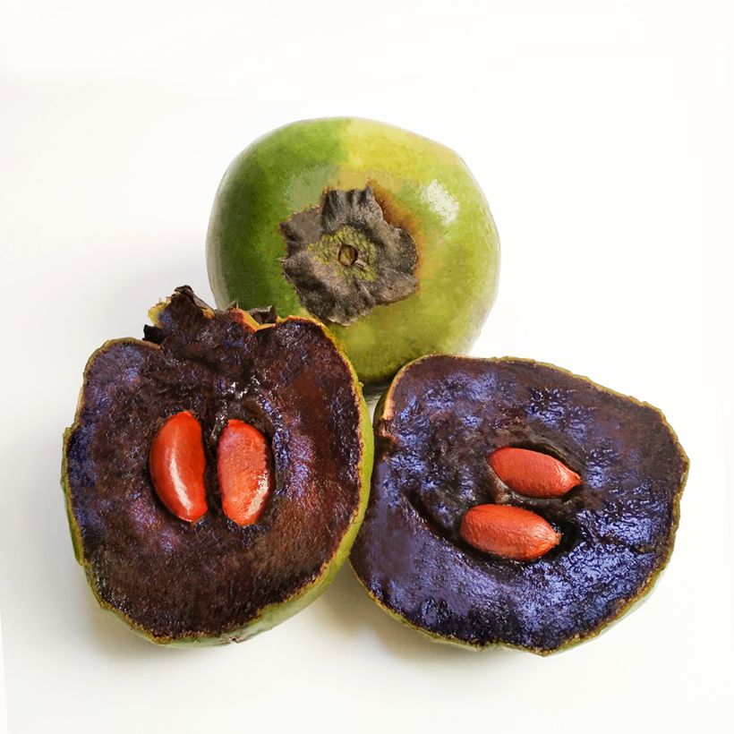 Diospyros digyna - Sapotier noir (Harvest)