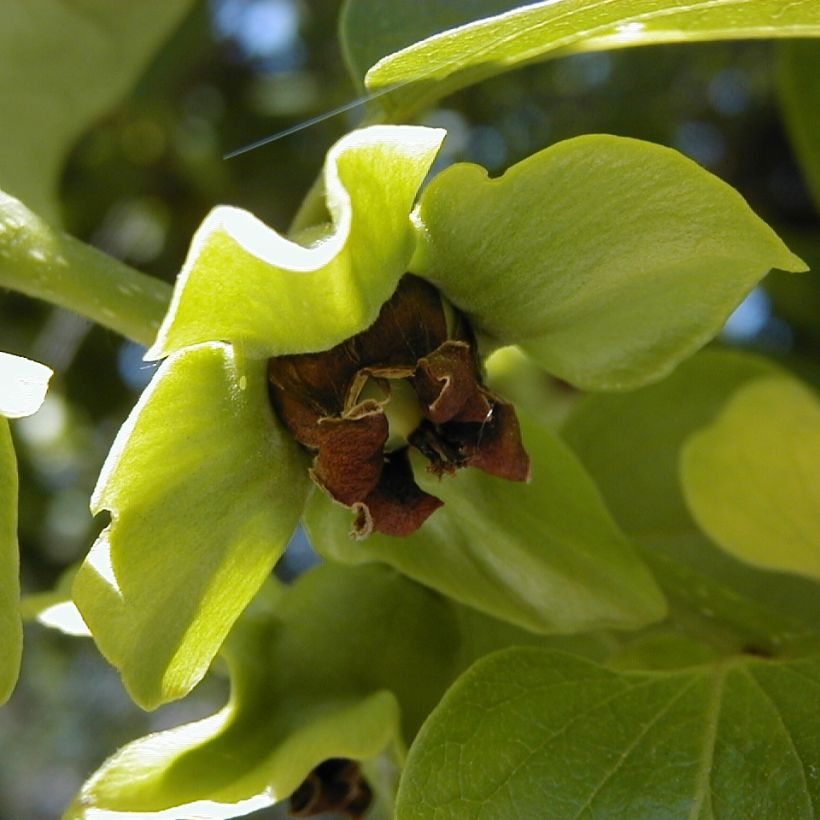 Diospyros kaki - Plaqueminier (Flowering)