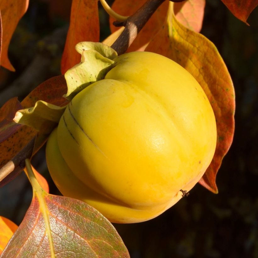 Diospyros kaki - Plaqueminier (Harvest)